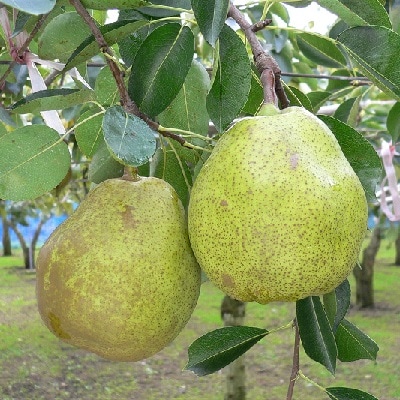 西洋梨(ラ・フランス)5kg　ご家庭用　0009-2510