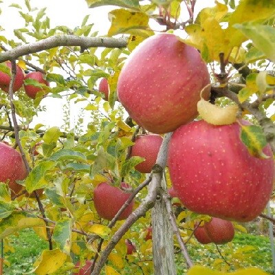 りんご(あいかの香り)5kg　ご家庭用　0075-2613