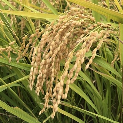 【2026年11月～発送】令和8年産　はえぬき(玄米)30kg　0079-2631