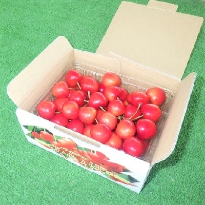 さくらんぼ(佐藤錦か紅秀峰)500g　2Lサイズ　0032-2601