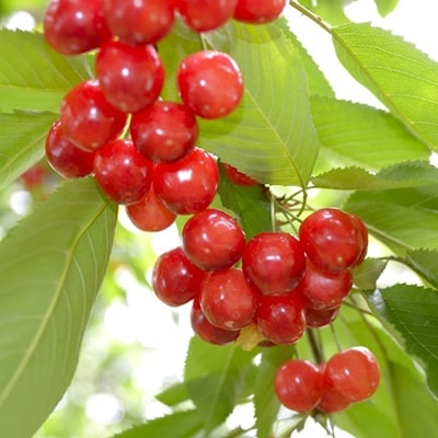 さくらんぼ(佐藤錦)1kg　0052-2604