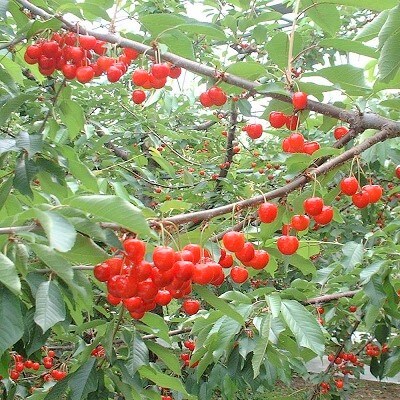 さくらんぼ(佐藤錦)500g　Lサイズ以上　化粧箱入り　0017-2501