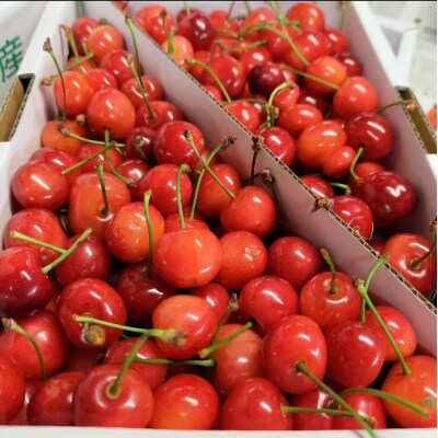 さくらんぼ(紅秀峰)1kg　0036-2502