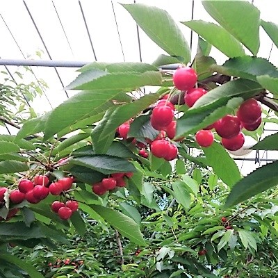 さくらんぼ(紅秀峰)1kg　0036-2502