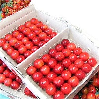 【定期便:全6回】金子農林&フルーツプレミアムセット　0015-2601