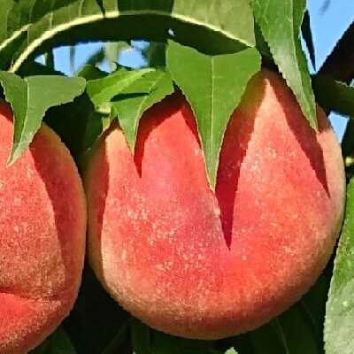 【定期便:全6回】金子農林&フルーツプレミアムセット　0015-2601