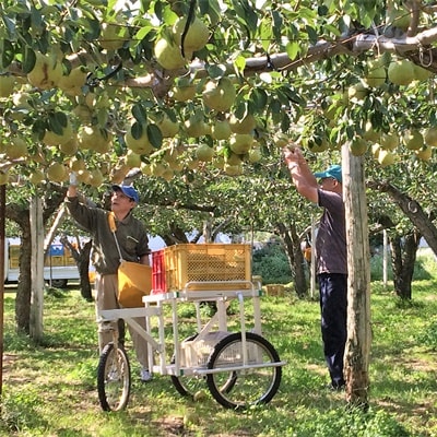 【2026年1月中旬～発送】ストレート果汁　ラ・フランスジュース　720ml　0102-2509