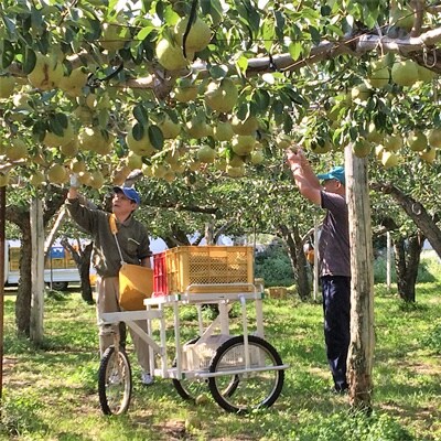 ストレート果汁　ラ・フランスジュース　720ml　0102-2608