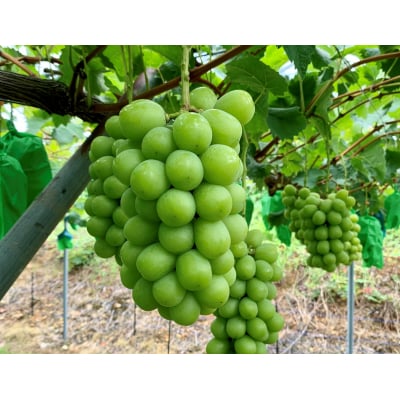 ぶどう(シャインマスカット)2～3房　合計1.2kg　0120-2602