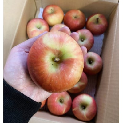 りんご(こうとく)2kg　8～12個　秀品・ご家庭用混合　0120-2603