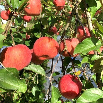 ふじりんごとゴールドラ・フランス詰合せ　1.5kg～2kg　0120-2604