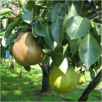 ゴールドラ・フランスとラ・フランス詰合せ　3kg　秀品　0096-2603