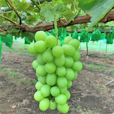 ぶどう(シャインマスカット)3～5房　0020-2615