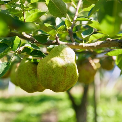 西洋梨(ラ・フランス)3kg　ご家庭用　0052-2605