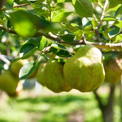 西洋梨(ラ・フランス)3kg　0052-2606