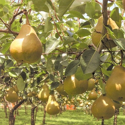 西洋梨(オーロラ)3kg　0025-2606