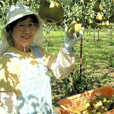 西洋梨(オーロラ)3kg　0025-2606