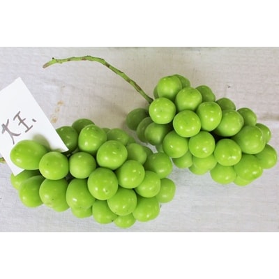 ぶどう(シャインマスカット)2房　合計1.5kg以上　0025-2611