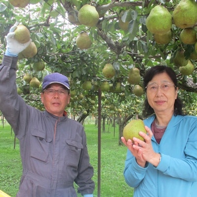 西洋梨(ラ・フランス)　大玉3玉　1.5kg以上　0025-2614