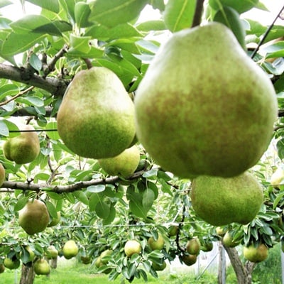 西洋梨(ラ・フランス)　大玉3玉　1.5kg以上　0025-2614