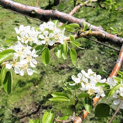 西洋梨 ラ フランス 3kg 0025 2213 お礼品詳細 ふるさと納税なら さとふる