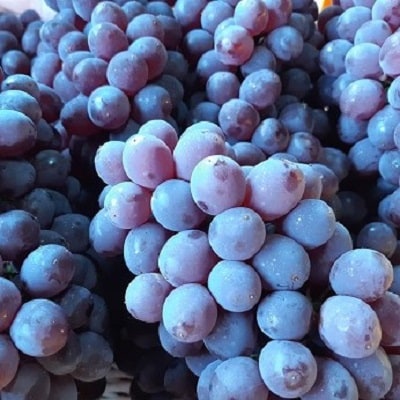 松田農園の種なしぶどう「キングデラ」1.8kg　0057-2602