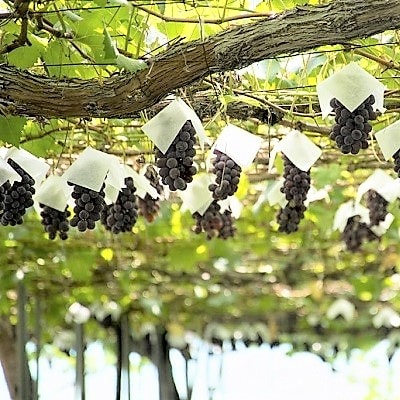 松田農園の種なしぶどう「キングデラ」1.8kg　0057-2602