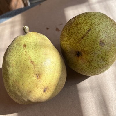 西洋梨(ラ・フランス)3kg　ご家庭用　0065-2607