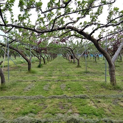 すもも(貴陽)1.2kg　ご家庭用　0012-2604