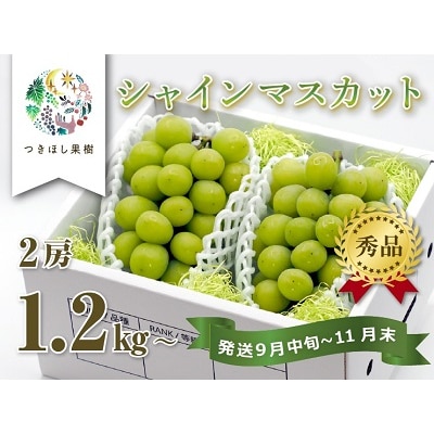 【産地直送】上山産シャインマスカット　1.2kg以上♪　0140-2505