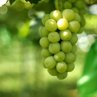 【産地直送】上山産シャインマスカット　1.2kg以上♪　0140-2608