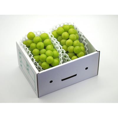 【産地直送】上山産シャインマスカット　1.2kg以上♪　0140-2608