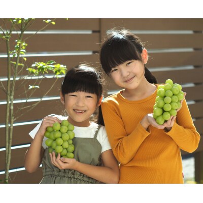 【産地直送】上山産シャインマスカット　1.2kg以上♪　0140-2608