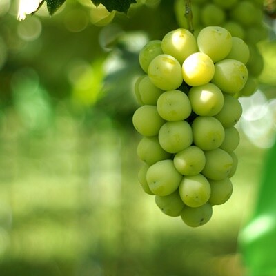 上山産シャインマスカット　1.8kg以上♪　0140-2609