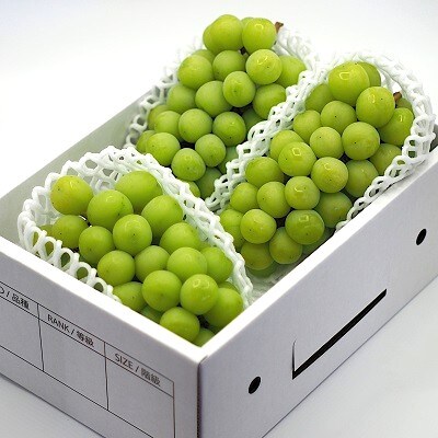 上山産シャインマスカット　1.8kg以上♪　0140-2609