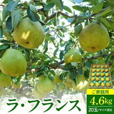 ラ・フランス　4.6kg　20玉　M・Lサイズ混合　ご家庭用　0012-2613