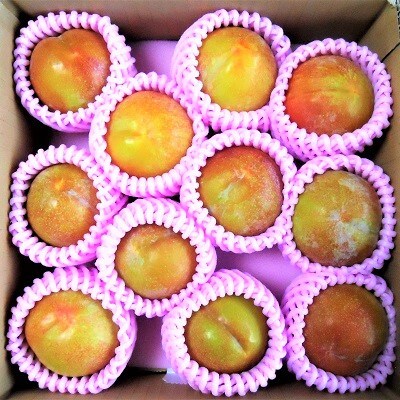 すもも(秋姫)1.5kg　0017-2606