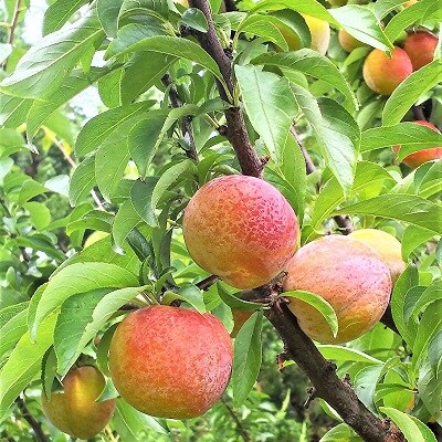 すもも(秋姫)1.5kg　0017-2606