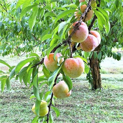 すもも(秋姫)2.4kg　0017-2607