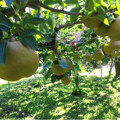 西洋梨(ラ・フランス)3kg　ご家庭用　0134-2601