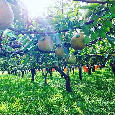 西洋梨(ラ・フランス)3kg　ご家庭用　0134-2601