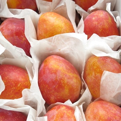 プラム(月光)1.2kg　ご家庭用　0075-2603