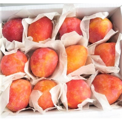 プラム(月光)1.2kg　ご家庭用　0075-2603