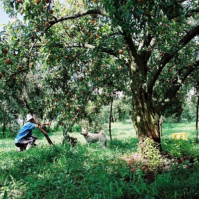 プラム(月光)1.2kg　ご家庭用　0075-2603