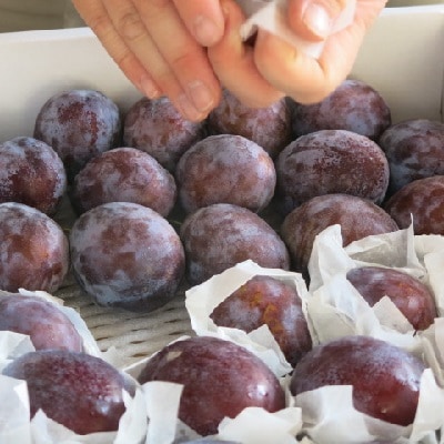 プルーン　1.2kg　大玉～中玉　0075-2605