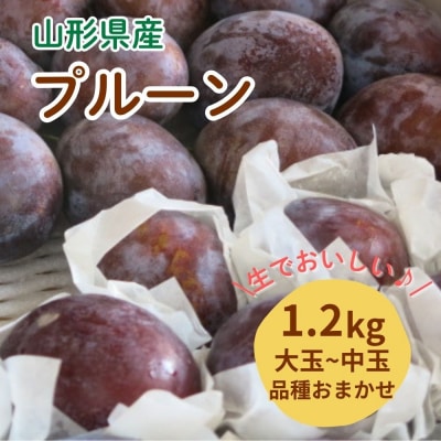 プルーン　1.2kg　大玉～中玉　0075-2605