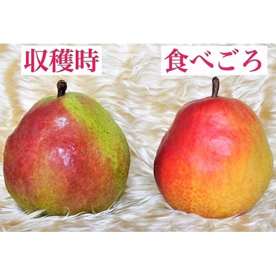 西洋梨(カリフォルニア)5kg　0047-2609