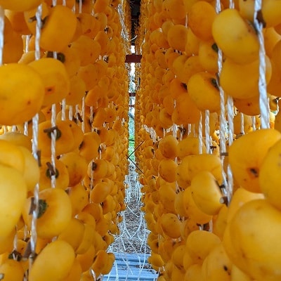 【限定40箱】紅干し柿　10個　桐箱入り　0033-2513