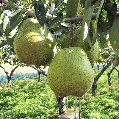 西洋梨(ラ・フランス)4kg(2kg×2箱)　0089-2503