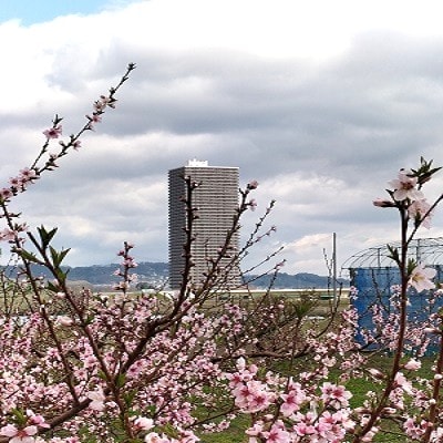 【数量限定】桃(黄貴妃)5kg　特秀品　0106-2603